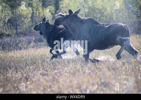 Moose fuggire attraverso la palude con uno spruzzo di acqua. Femmina (inizio di ricrescita di corna) e suo yearling polpaccio. Lapponia Foto Stock