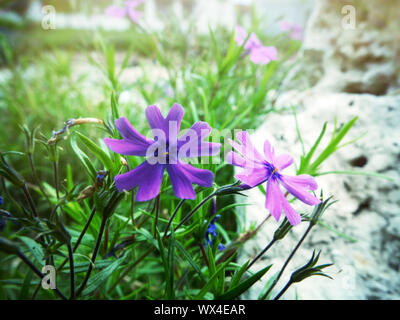 Phlox subulata closeup semi-forma selvatica sulla devastazione urbana Foto Stock