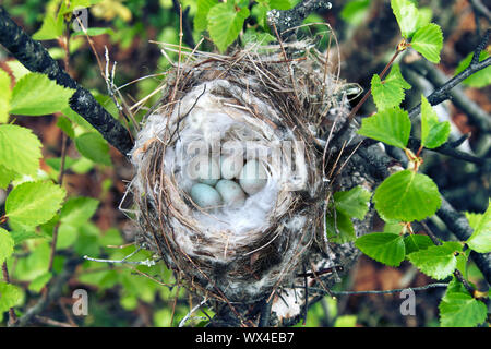 Nidi di uccelli guida. Accogliente redpoll artico (Acanthis hornemanni) bianco nido in betulla tra la scala lichen. La cava di nesting è rivestito con partrid Foto Stock