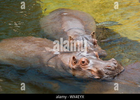 Hippo in acqua. Comune (ippopotamo Hippopotamus amphibius) Foto Stock