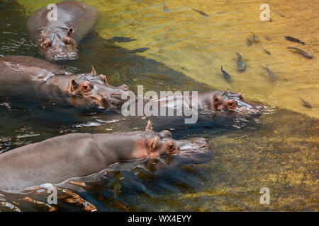 Hippo in acqua. Comune (ippopotamo Hippopotamus amphibius) Foto Stock