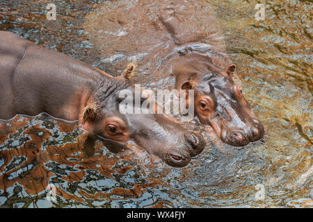 Hippo in acqua. Comune (ippopotamo Hippopotamus amphibius) Foto Stock