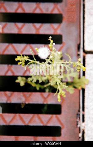 Thistle germogliato attraverso la griglia di stramazzo sul lato dell'autostrada. Potenza della vita in città esanime concetto. Concetto biblico: sulla terra del mio popolo sarà Foto Stock