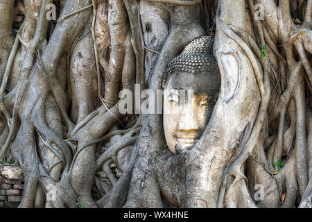 Testa di buddha in radici di albero Foto Stock
