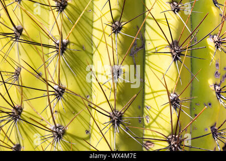 Texture di cactus Saguaro close-up illuminato dal sole. Giallo superficie di cactus con aghi, sfondo naturale Foto Stock