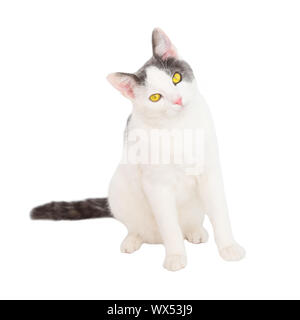 Giovani bianco gatto con coda nera Foto Stock