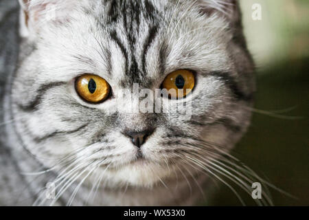 Scottish strite giovani cat Foto Stock