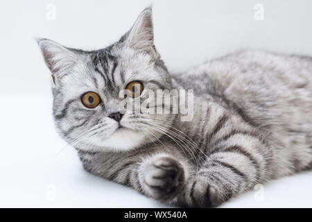 Scottish strite giovani cat Foto Stock