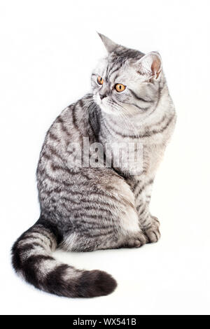 Scottish strite giovani cat Foto Stock