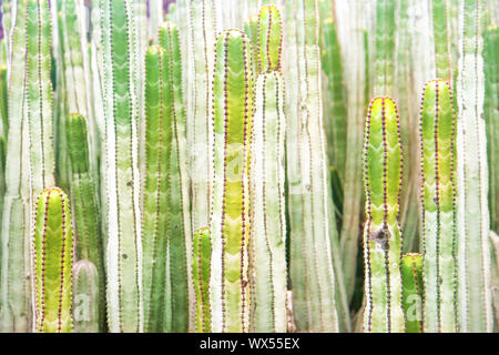 Vista ravvicinata di molti tronchi di cactus di euforbia Foto Stock