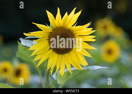 Un campo di girasoli in fiore. Foto Stock