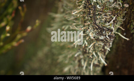 Il Lichen su Stick Foresta Nera in Germania Foto Stock