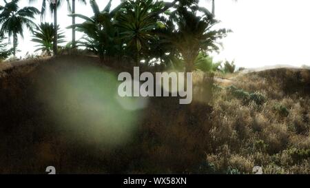 Piantagione di palme a Ein Gedi nell'area del Mar Morto, Israele. Foto Stock