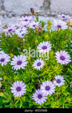 Daisy Osteospermum ecklonis fiori Foto Stock
