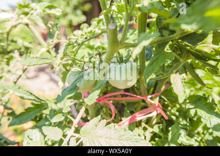 Pomodori organico sul ramo , cresciuta cibo locale , non OGM, alimenti sani coltivati vegetali in orto. Foto Stock