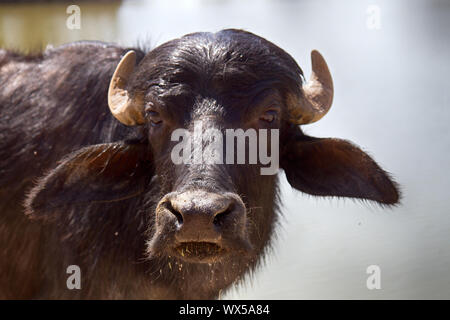 Bufalo indiano giovani, ritratto Foto Stock