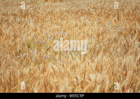 Сornflowers in un campo di grano Foto Stock