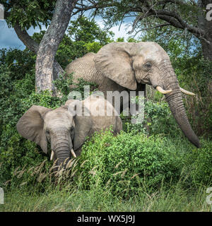 Gli elefanti nel Parco Nazionale di Kruger, Sud Africa. Foto Stock