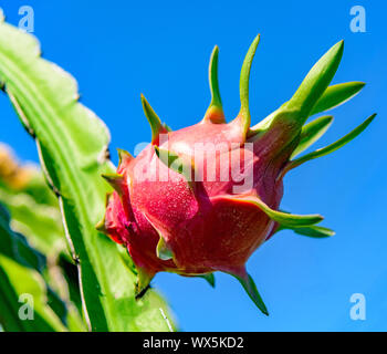 Drago Rosso di frutta su di un ramo Foto Stock