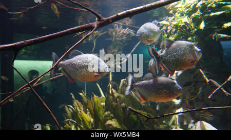 Piranhas nuoto in uno sciame amazonas Foto Stock