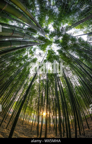 Simnidaebat foresta di bamboo Tramonto Foto Stock