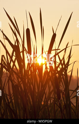 Di latifoglie tifa (Typha latifolia), sunrise nella riserva naturale Zwillbrocker Venn, Vreden Foto Stock