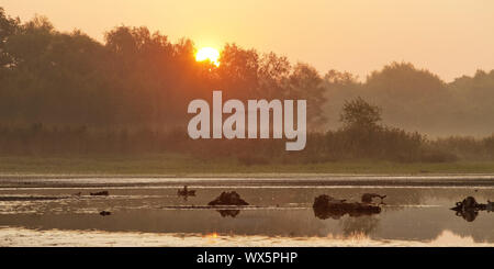 Riserva naturale Zwillbrocker Venn a sunrise, Vreden, Muensterland, Germania, Europa Foto Stock