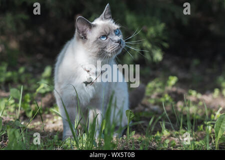 Giovani tailandesi gatto di razza sull'erba su un estate giornata di sole a ombra parziale. Cat guarda con gli occhi blu da sinistra verso l'alto. Foto Stock