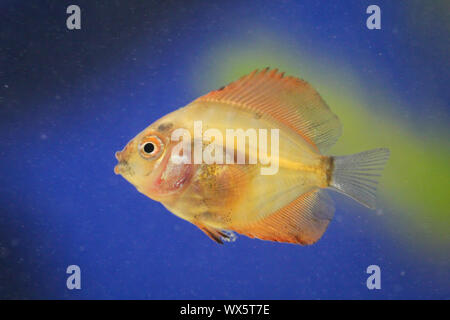 Ritratto di un pesce discus baby Foto Stock