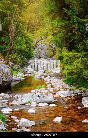 Fiume di montagna nelle montagne Rodopi Foto Stock