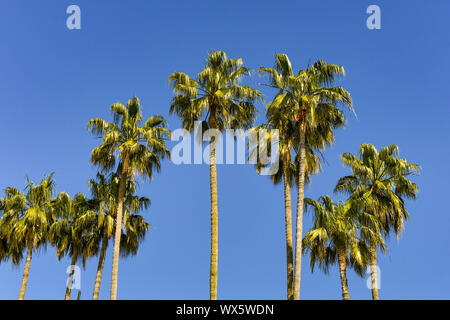 Alberi di Palma contro un profondo cielo blu Foto Stock