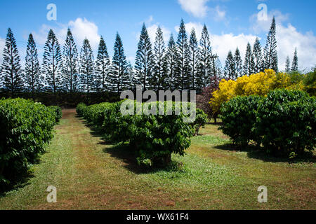 Coffee Tree Plantation nella soleggiata Hawaii Foto Stock