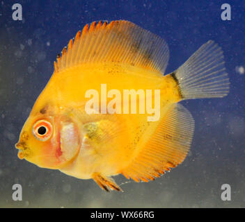 Ritratto di un pesce discus baby Foto Stock