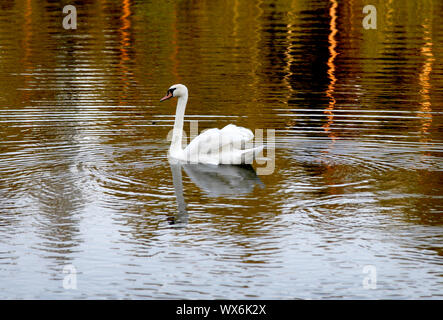 Cigno sul lago Foto Stock