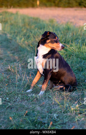 Ritratto di appenzeller il cane da montagna, seduto su un campo estivo, luce naturale Foto Stock