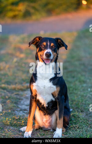 Ritratto di appenzeller il cane da montagna, seduto su un campo estivo, luce naturale Foto Stock