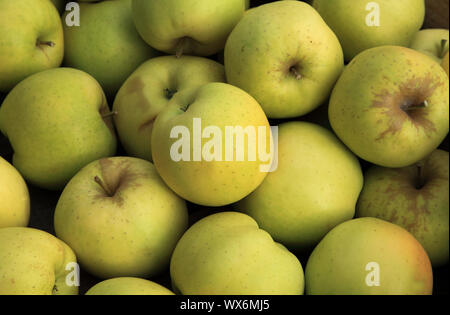 Apple 'Greensleeves', mele Malus domestica, display Foto Stock