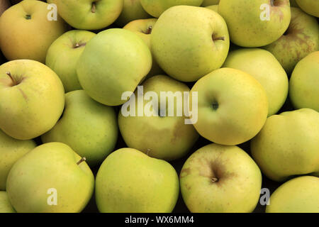 Apple 'Greensleeves', mele Malus domestica, display Foto Stock