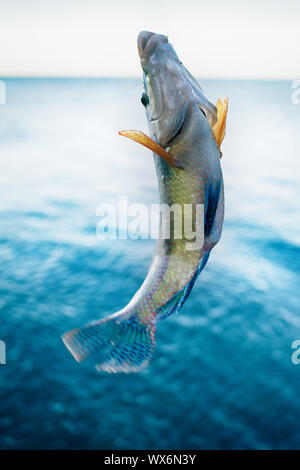 Long-striped wrasse (Symphodus tinca) dal Mar Nero Foto Stock