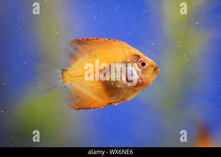 Ritratto di un pesce discus baby Foto Stock