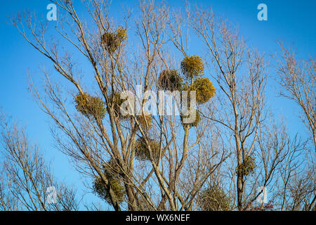 Una pianta parassita Mistletoes nella struttura ad albero Foto Stock