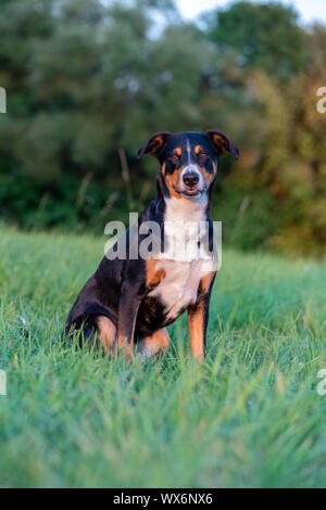 Ritratto di appenzeller il cane da montagna, seduto su un campo estivo, luce naturale Foto Stock