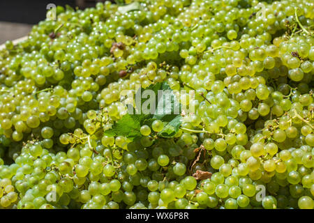 I grappoli di uve Sauvignon Blanc uve in vigneto in tempo di mietitura Foto Stock