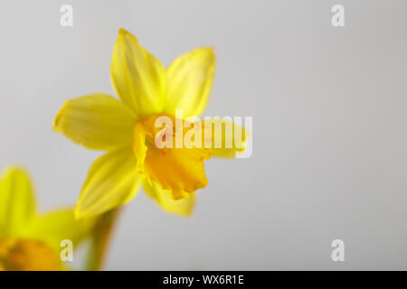 Wellow narcisi fiori Foto Stock