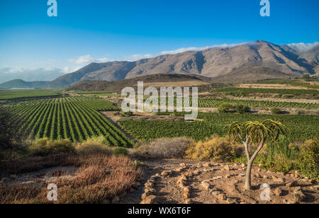 Lo splendido paesaggio di Cape Winelands, regione vinicola del Sud Africa Foto Stock