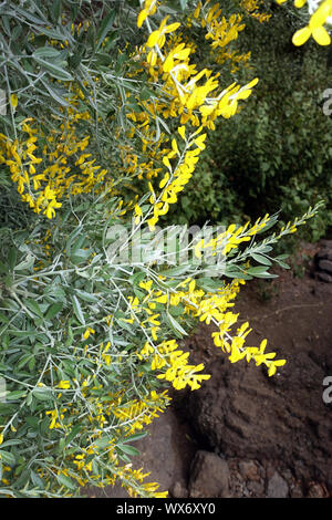 Scopa dolce, Pasqua scopa o scopa frondosi Foto Stock