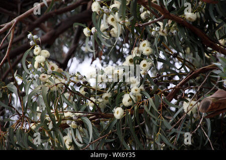 Tasmanian bluegum o meridionale gomma blu Foto Stock