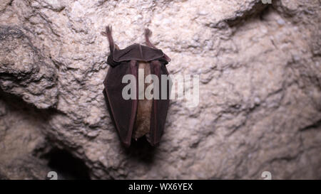 I pipistrelli dormire in prigione. Ferro di cavallo dal naso-bat Foto Stock