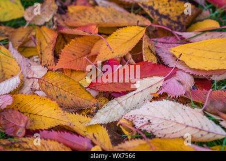 Colorato Foglie di autunno caduti a terra Foto Stock