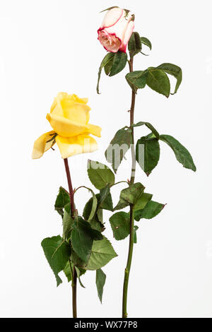 Due rose a secco su sfondo bianco Foto Stock